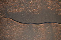 South Western Carpet Python - Karakamia Sanctuary - A.W.C -W.A