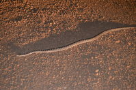 South Western Carpet Python - Karakamia Sanctuary - A.W.C -W.A