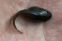 Southeastern Banjo Frog Tadpole - The Blcok Sanctuary Berringa  