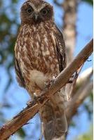 Southern Boobook Owl - Berringa Sanctuary