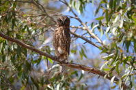 Southern Boobook Owl - Berringa Sanctuary