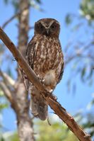 Southern Boobook Owl - Berringa Sanctuary