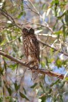 Southern Boobook Owl - Berringa Sanctuary