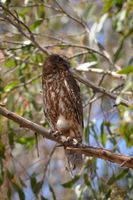 Southern Boobook Owl - Berringa Sanctuary