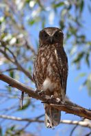 Southern Boobook Owl - Berringa Sanctuary