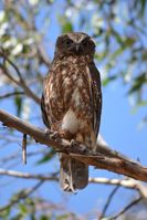 Southern Boobook Owl - Berringa Sanctuary