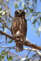 Southern Boobook Owl - Berringa Sanctuary