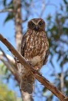 Southern Boobook Owl - Berringa Sanctuary