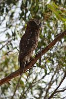 Southern Boobook Owl - Berringa Sanctuary