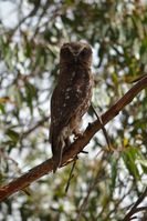 Southern Boobook Owl - Berringa Sanctuary