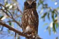 Southern Boobook Owl - Berringa Sanctuary