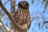 Southern Boobook Owl - Berringa Sanctuary