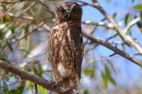 Southern Boobook owl - The Block Berringa.