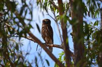 Southern Boobook owl - The Block Berringa.