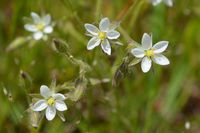 Spergularia sp - The Block Sanctuary Berringa 