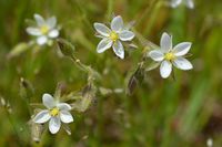 Spergularia sp - The Block Sanctuary Berringa 