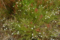 Spergularia sp - The Block Sanctuary Berringa 