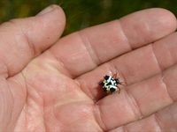 Spiny Spider - Berringa Sanctuary