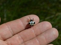 Spiny Spider - Berringa Sanctuary