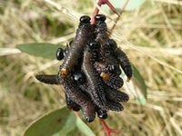 Spitfire Sawfly Moth - Berringa Sanctuary