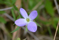 Splender Speedwell - Berringa Sanctuary