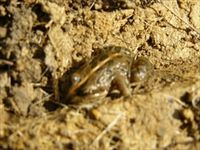 Spotted Marsh Frog - The Block Berringa.