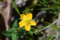 St Johnwort - The Block Sanctuary Berringa 