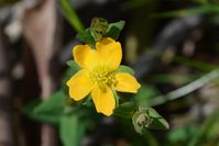 St Johnwort - The Block Sanctuary Berringa 