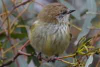 Straited Thornbill - Berringa Sanctuary 