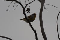 Striated Pardolote - Berringa Sanctuary