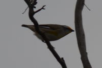 Striated Pardolote - Berringa Sanctuary