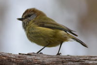 Striated Thornbll - Berringa Sanctuary