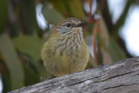 Striated Thornbll - Berringa Sanctuary