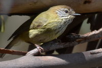 Striated Thornbll - Berringa Sanctuary