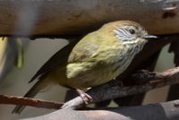 Striated Thornbll - Berringa Sanctuary