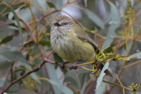 Striared Thornbill - Berringa Sanctuary 