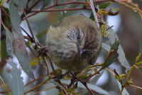 Striared Thornbill - Berringa Sanctuary 