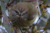 Striared Thornbill - Berringa Sanctuary 