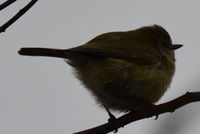 Striared Thornbill - Berringa Sanctuary 