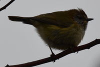 Striared Thornbill - Berringa Sanctuary 