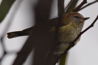 Striared Thornbill - Berringa Sanctuary 