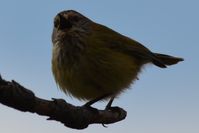 Stiaited Thornbill - Berringa