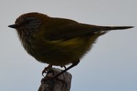 Striated Thornbill - Berringa