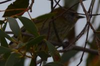 Striated Thornbill - Berringa