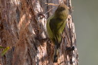 Striated Thornbll pulling bark from thr tree to make his nest- Berringa Sanctuary