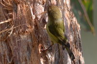 Striated Thornbll pulling bark from thr tree to make his nest- Berringa Sanctuary