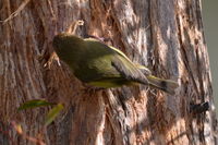 Striated Thornbll pulling bark from thr tree to make his nest- Berringa Sanctuary