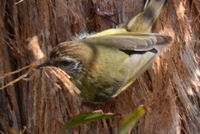 Striated Thornbll pulling bark from thr tree to make his nest- Berringa Sanctuary