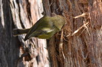 Striated Thornbll pulling bark from thr tree to make his nest- Berringa Sanctuary