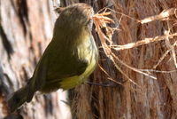 Striated Thornbll pulling bark from thr tree to make his nest- Berringa Sanctuary